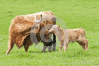 Highland Cow with calf