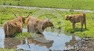 Highland cow and calf