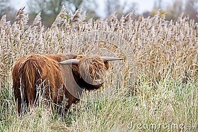 Highland Cow in a Field
