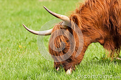 Highland cow grazing close up of head