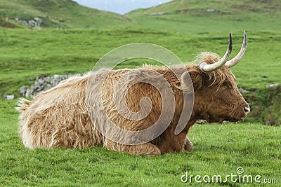 Highland Cow Lying down