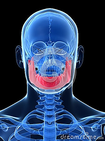 Highlighted Jaw Bone Royalty Free Stock Images - Image: 30723939
