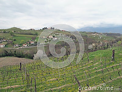 Hills with yellow flowers and vines