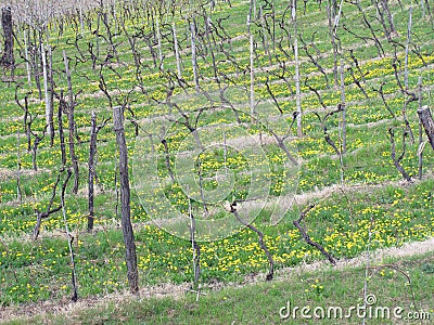 Hills with yellow flowers and vines