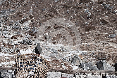 Himalayan bird balanced on a basket