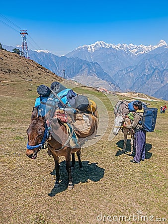 Himalayan Laden mules and guide