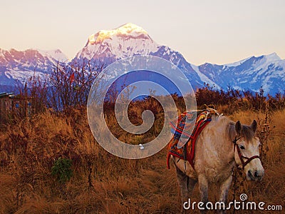 Horse in front of Himalayan Mountains at sunrise