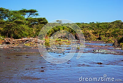 Hippo, hippopotamus in river. Serengeti, Tanzania, Africa