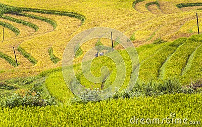 Hmong workers on rice field terraces