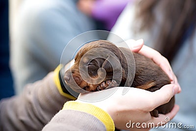 Holding brown puppy dog