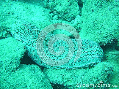 Holoturian sea cucumber on Coral