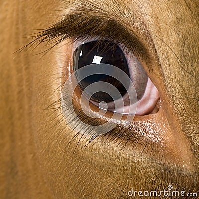 Holstein cow, 4 years old, close up on eye