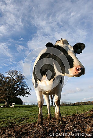 Holstein Cow in Field