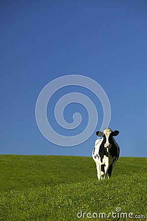 Holstein Cow in Green Field with Blue Sky