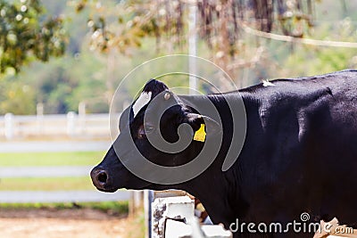 Holstein Friesian cow.