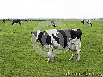 Holstein-Frisian cow standing in meadow
