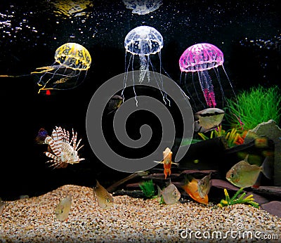 Home aquarium tank