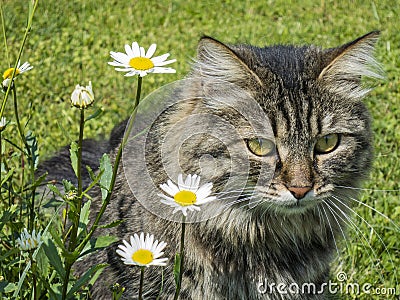 Home cat in the grass