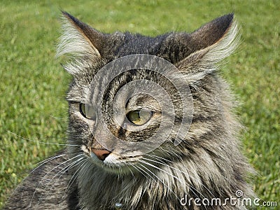 Home cat in the grass with a special look