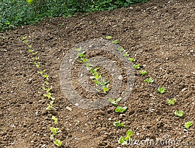 Home gardening - vegetable plot with lettuce