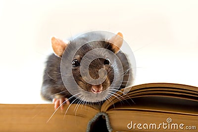 Home rat on the book