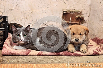 Homeless cat and dog