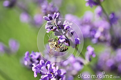 Honey bee on lavender flower. Honey bee is collecting pollen.