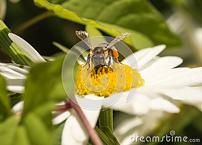 Honey Bee pollinating Flower