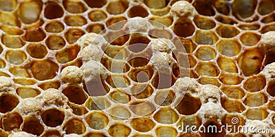 Honey comb