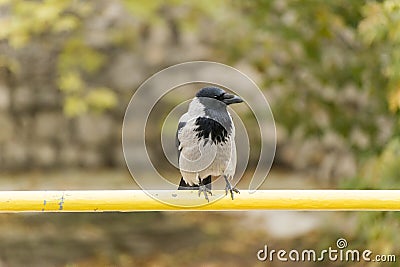 Hooded crow sitting on a fence.