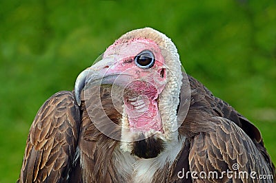 Hooded Vulture side on portrait