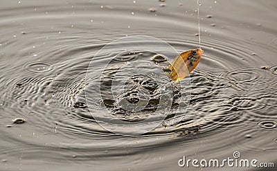 Hooked fish jumping above water