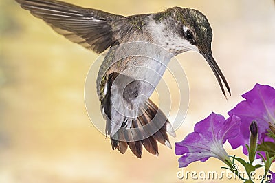 Hoovering Humming bird