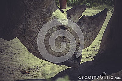 Horn, White rhino (Ceratotherium simum)