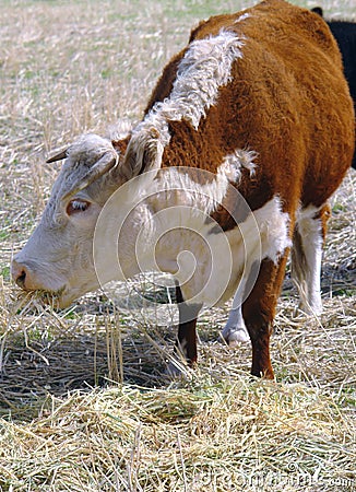Horned Hereford cow in field
