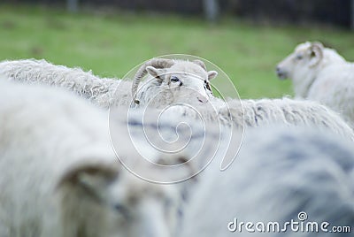 Horned sheep looking