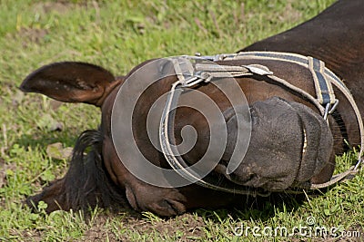 Horse is asleep in the paddock