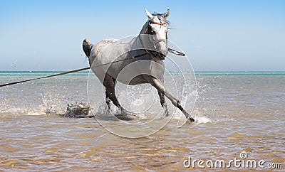 The horse bathes in the sea