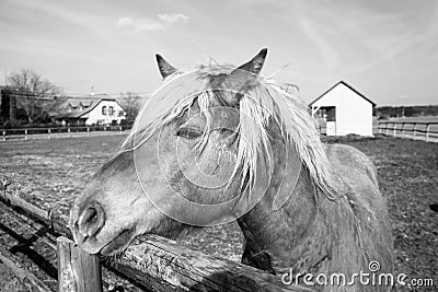 Horse in black and white