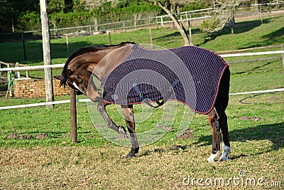 Horse playing with blanket in winter