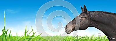 Horse on blue sky and green grass, banner