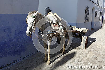 Horse carts in Morocco