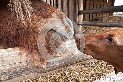 Horse and dog