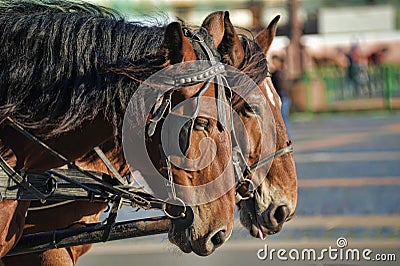 Horse drawn carriage