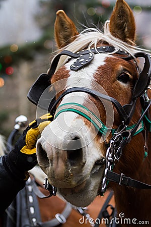 Horse-drawn wagon ride