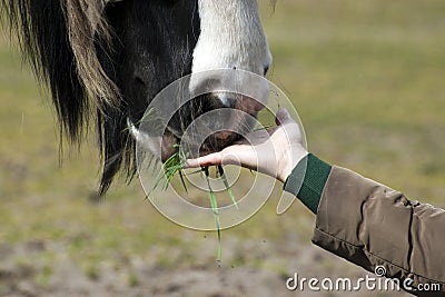 A horse is eating out of a hand