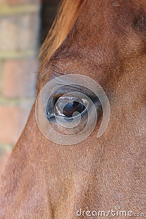 Horse eye close-up detail with reflection of yard