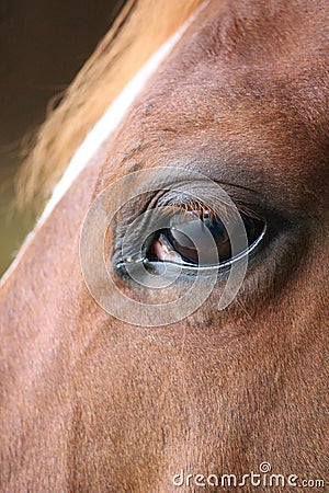 Horse eye close-up detail with reflection of yard