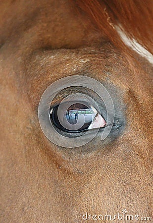 Horse eye close-up detail with reflection of yard