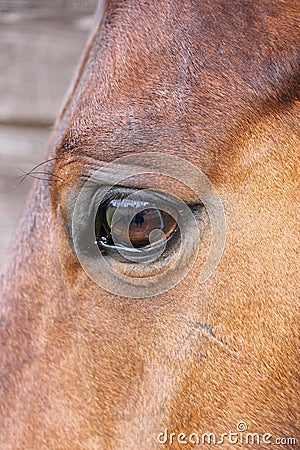 Horse eye close-up detail with reflection of yard